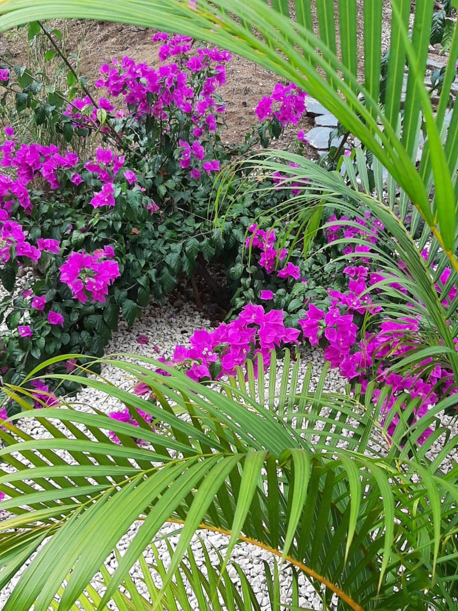 Casa Motmot Apartment