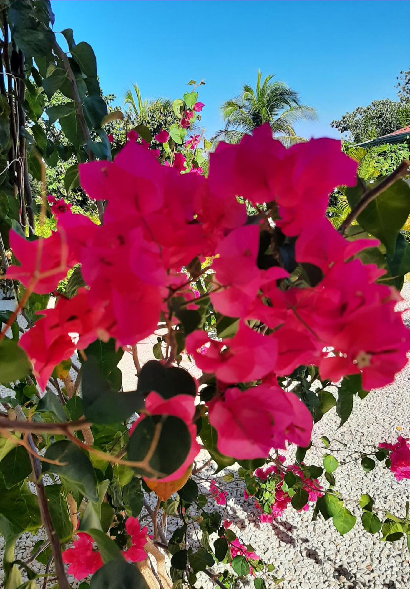Casa Motmot Puerto Viejo (Guanacaste)